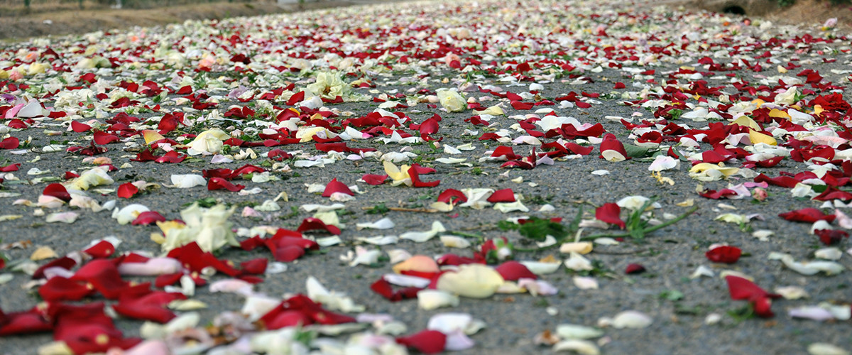 Floricoltura Loi - strada in fiore