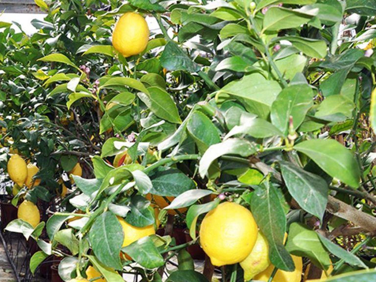 limoni